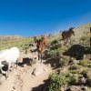 iran2017damavand034oslici