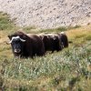 gronskotasersiaq-430muskox