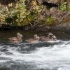 iceland-crossing2016-234KackaStrakata